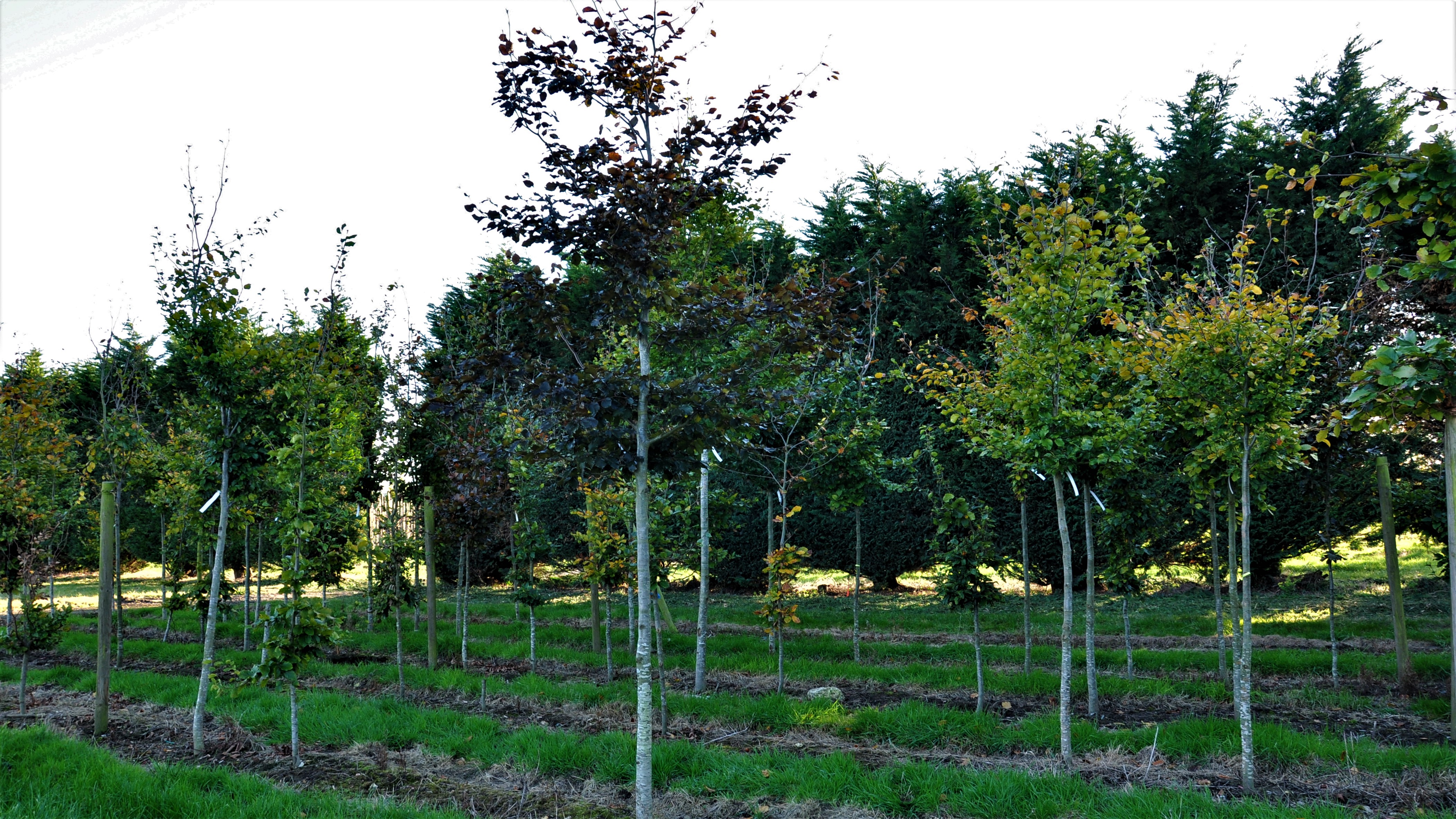 Fagus sylvatica Atropurpurea Group (BUNDLE OF 25)